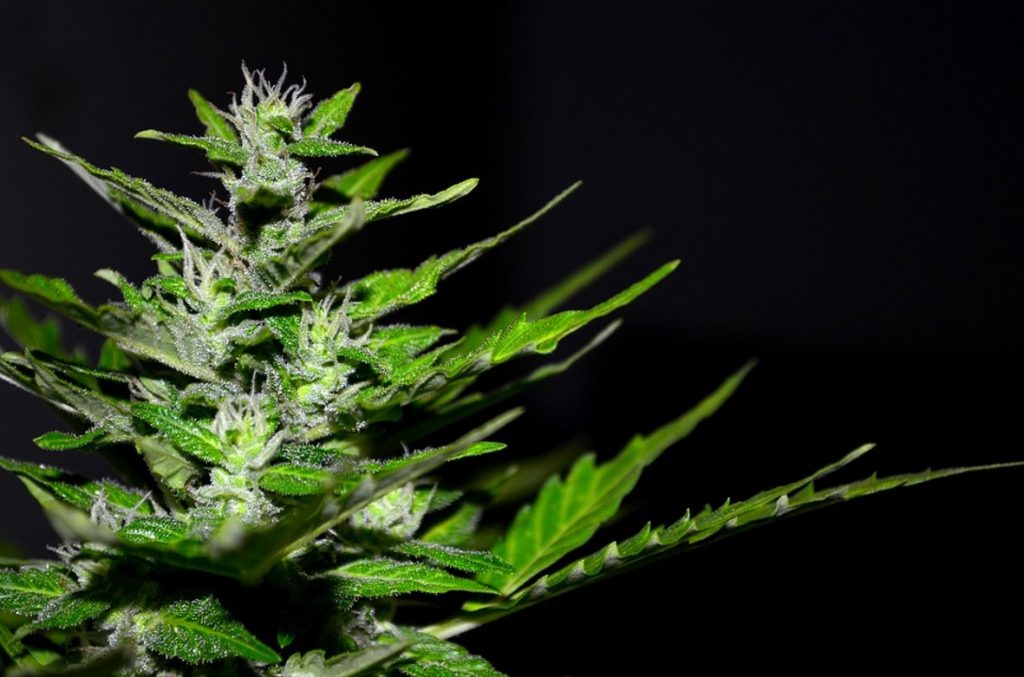 Vaporisateur cannabis, est-ce légal ?